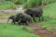 Afrikanischer Elefant (110 von 131).jpg